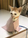 小猫披风