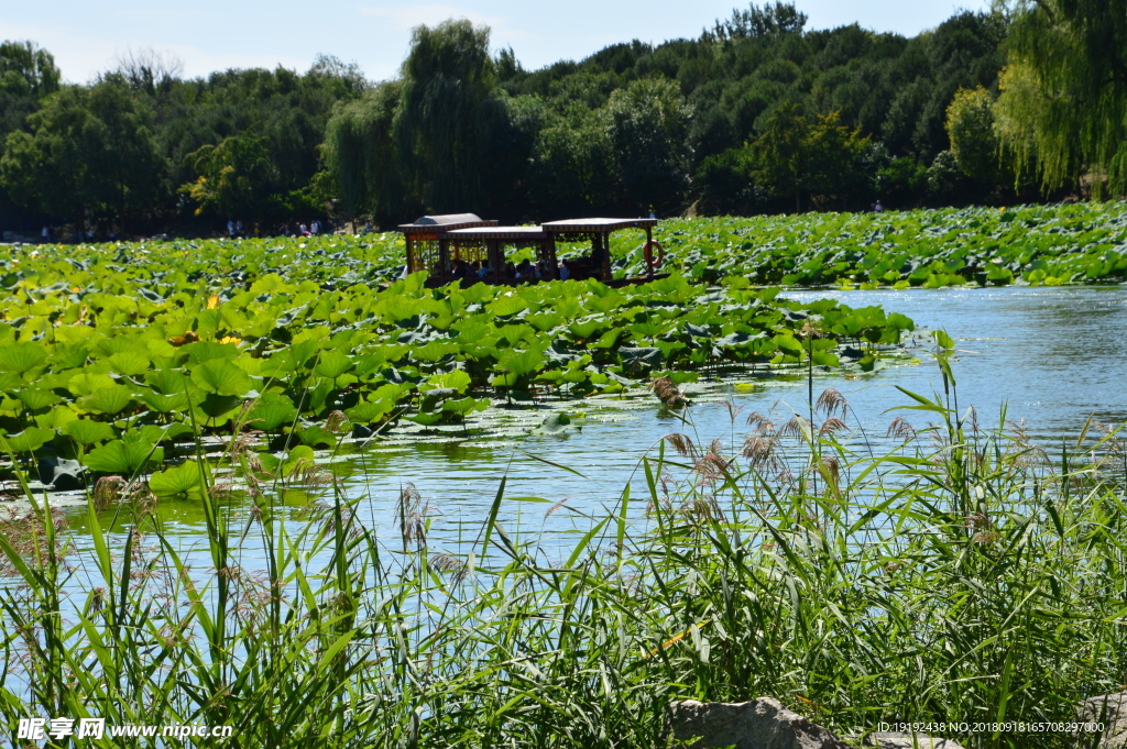 圆明园风景