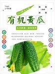 黄瓜海报