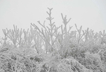 聚龙上雪景