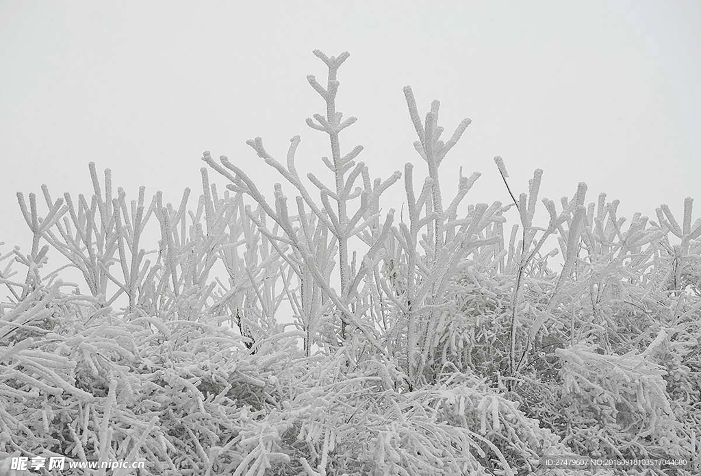 聚龙上雪景