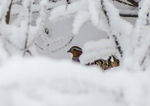 雪中鸟