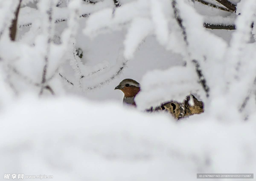 雪中鸟