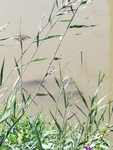 芦苇草