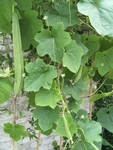 丝瓜