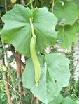 丝瓜