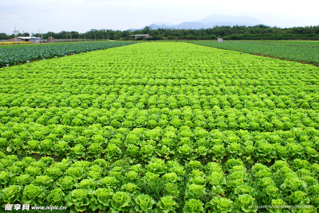 种植基地