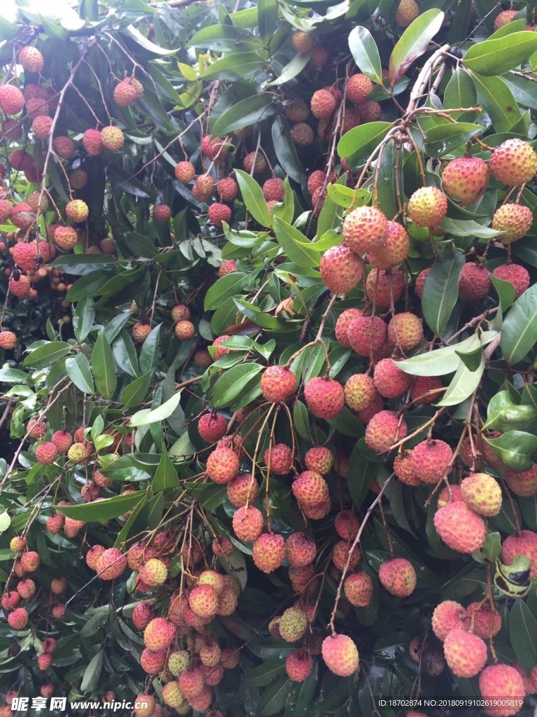 荔枝