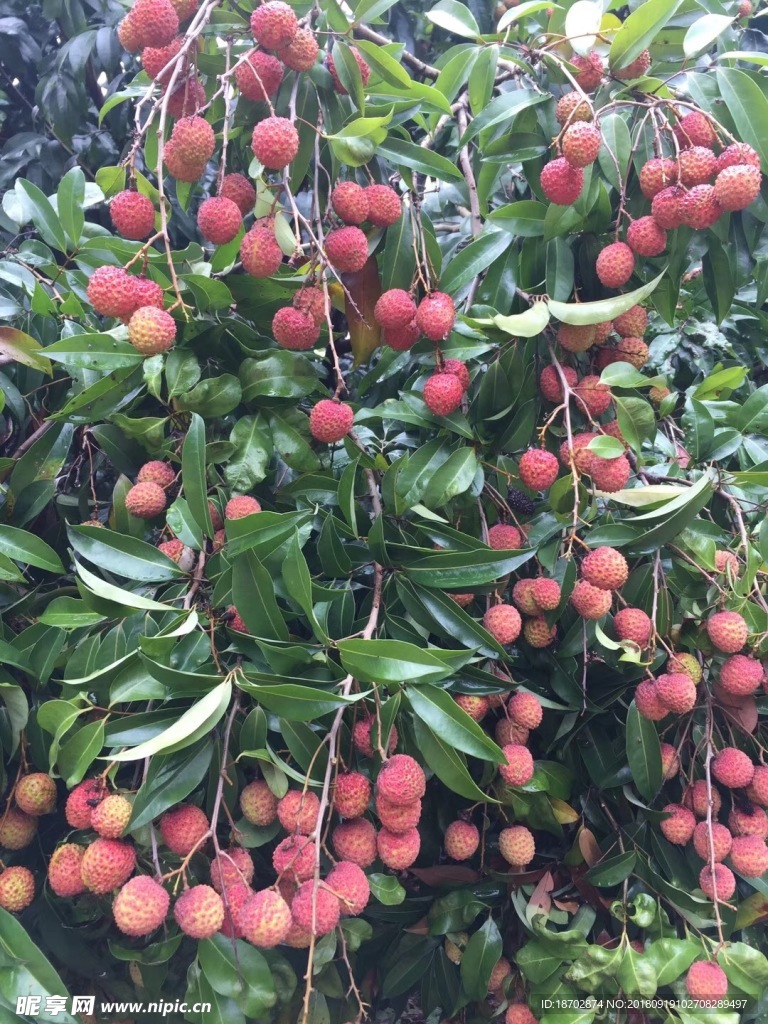 荔枝树