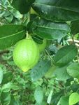 绿色水果