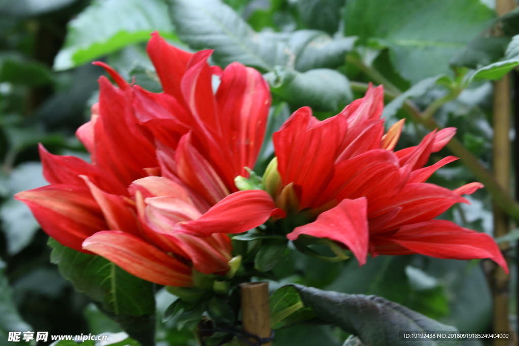 大丽花