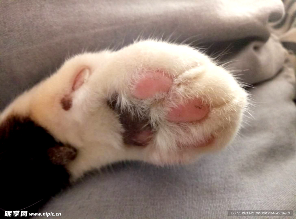 猫爪