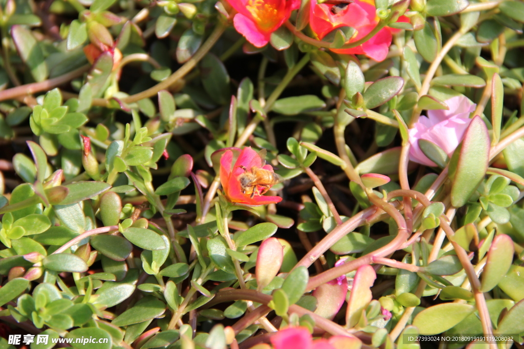 花 花卉 植物 新鲜 红花 红