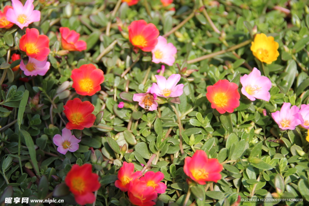 花 花卉 植物 新鲜 红花 红