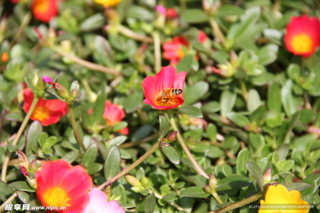 花 花卉 植物 新鲜 红花 红