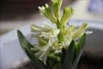 风信子 小花 红黄 绿蓝白 青