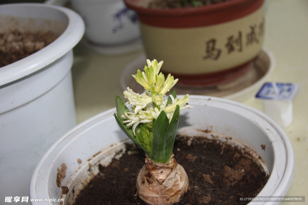 风信子 小花 红黄 绿蓝 青粉