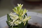 风信子 小花 红黄 绿蓝 青粉