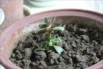 阳光 阳台 绿植 植物 嫩芽