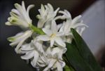 风信子 小花 红黄 绿蓝 青粉