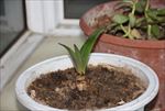 阳光 阳台 绿植 植物 嫩芽