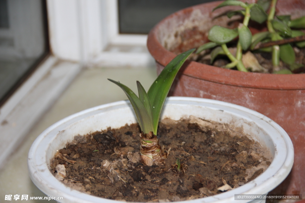 阳光 阳台 绿植 植物 嫩芽