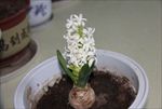 风信子 小花 红黄 绿蓝白 青