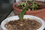 阳光 阳台 绿植 植物 嫩芽