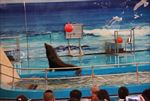 水族馆海豹表演