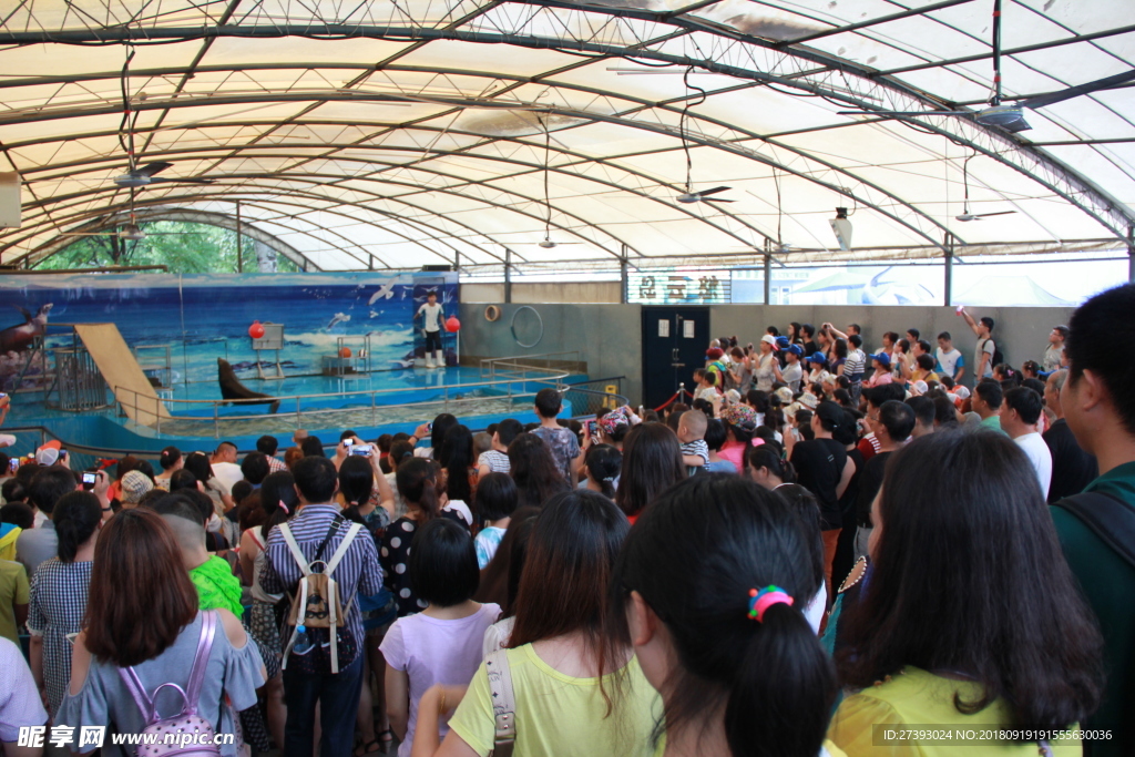 水族馆 海豹 表演 海狮 海狗