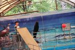 水族馆 海豹 表演 海狮 海狗