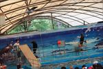 水族馆 海豹 表演 海狮 海狗