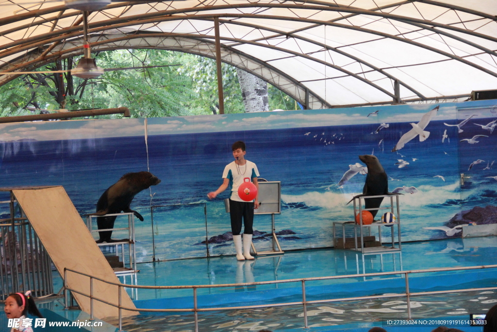 水族馆 海豹 表演 海狮 海狗