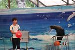 水族馆 海豹 表演 海狮 海狗