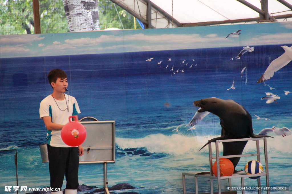 水族馆 海豹 表演 海狮 海狗