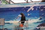 水族馆 海豹 表演 海狮 海狗