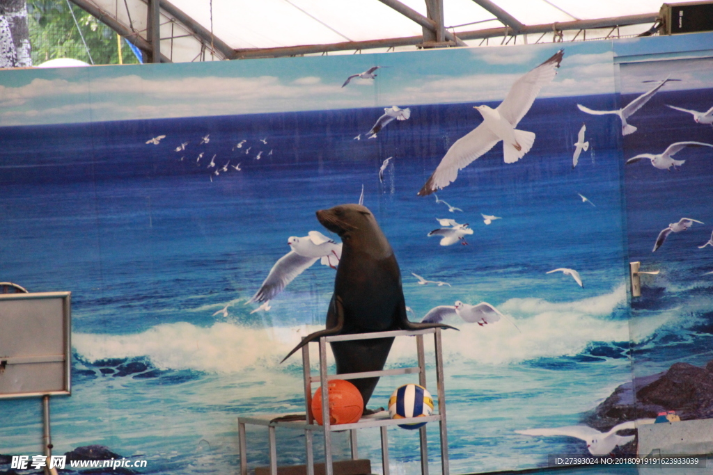 水族馆 海豹 表演 海狮 海狗