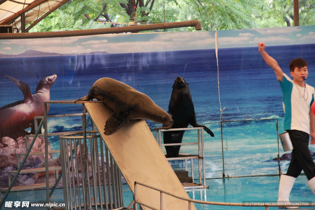 水族馆 海豹 表演 海狮 海狗