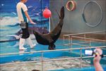 水族馆 海豹 表演 海狮 海狗