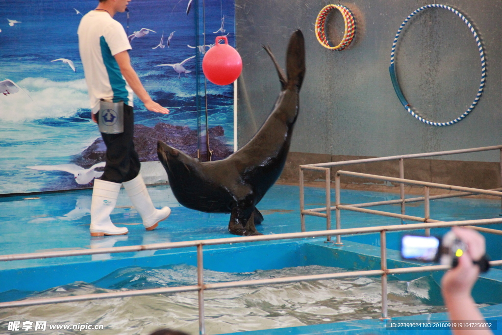 水族馆 海豹 表演 海狮 海狗