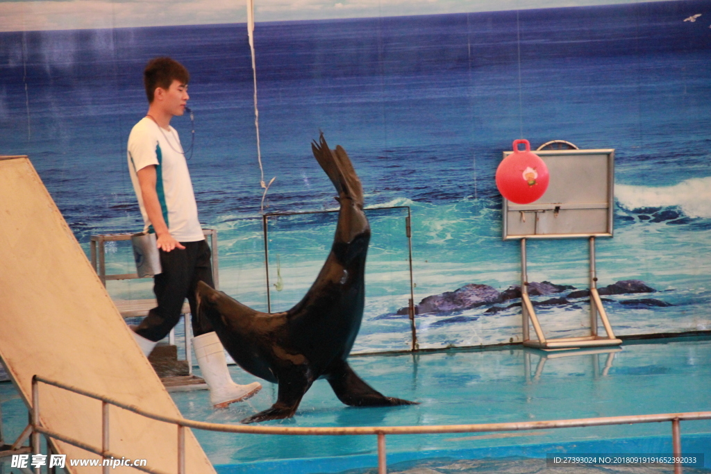 水族馆 海豹 表演 海狮 海狗