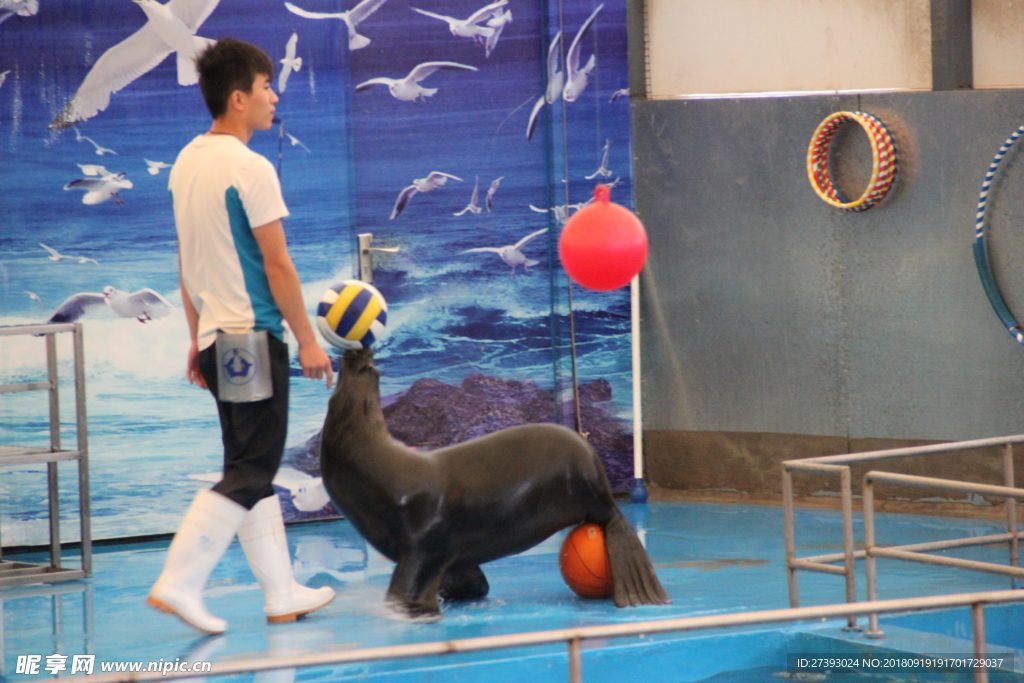 水族馆 海豹 表演 海狮 海狗