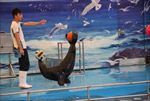 水族馆 海豹 表演 海狮 海狗