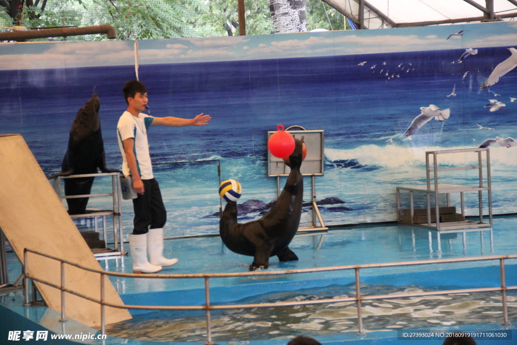 水族馆 海豹 表演 海狮 海狗