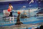 水族馆 海豹 表演 海狮 海狗