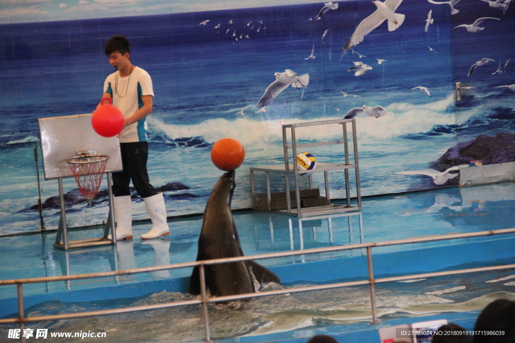 水族馆 海豹 表演 海狮 海狗