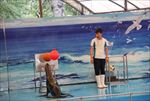 水族馆 海豹 表演 海狮 海狗