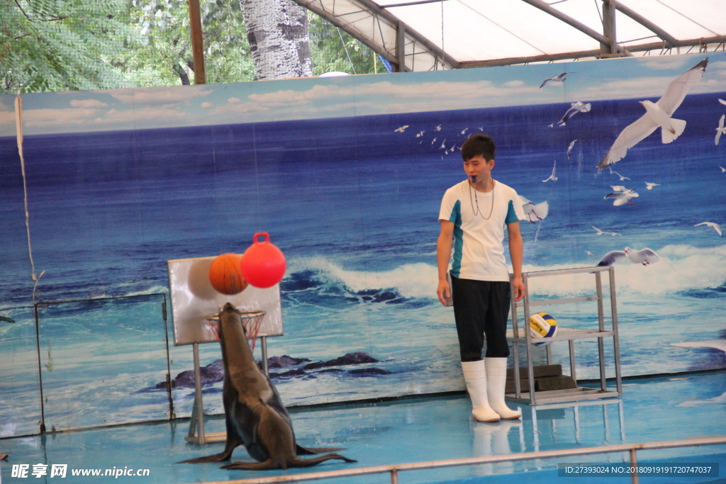 水族馆 海豹 表演 海狮 海狗