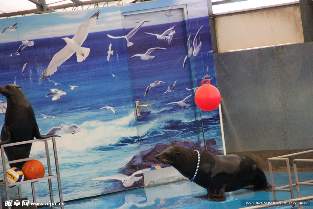 水族馆 海豹 表演 海狮 海狗