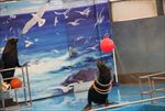 水族馆 海豹 表演 海狮 海狗